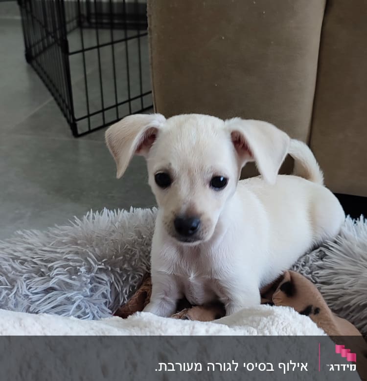 גור כלבים ליד כלוב אימונים